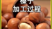 原来榛子是这样采摘加工的！看完涨知识了#榛子 #美食坚果 #坚果 #美食 #制作过程