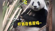 #假如大熊猫听到韩国人吵架 像极了听八卦的我，咱就是一整个呆住！