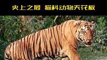 凯皇KZT085：被誉为史上之最，猫科动物天花板！ #宇宙物种 #凯皇 #老虎 #犀牛 #野生动物