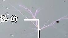 2.盘点那奇奇怪怪的趣味实验 #奇奇怪怪  #孑孓  #实验  #水蛭 