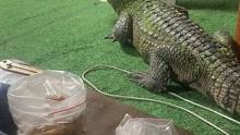 喝个茶鳄鱼跑进来了，难搞哦出不出去
