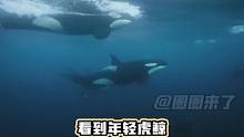 生于海，长于海，殁于海，对离别的不舍并不是人类特有的感情#虎鲸 #死亡搁浅