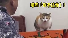 猫咪：谁说我不敢！我敢！我敢！敢！#猫咪 #反骨 #搞笑