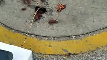 你们觉得蟑螂跑出来会不会死