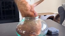 网友家的橘猫从小就喜欢钻这个玻璃瓶，但是它忽略了自己变胖的事实。。。