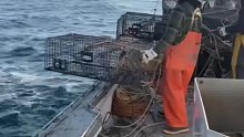 给龙虾送点小吃再放生？为了生态环境平衡？看下龙虾捕捞船的日常生活。