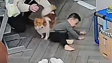 爸爸回家狗狗倒地求摸 一旁的萌娃反应亮了 来源@新华每日电讯