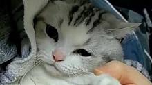 被爷爷陪小猫打针暖到了，好温馨好有爱啊！ 