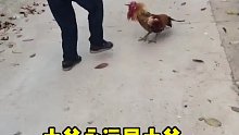 公鸡欺负大爷，大爷教它做事。