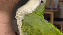 鹦鹉站在主人的锁骨上拔胡子 网友：这是什么新型酷刑？