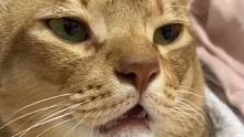 #每天对着猫咪唱歌  猫：感觉猫生没有希望了#猫咪 #搞笑 #主人