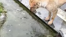 狗狗爱心泛滥，怕鱼淹死了