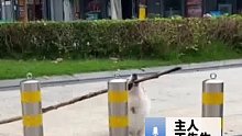 狗狗叼棍子被柱子挡住去路，下一秒操作让主人惊讶