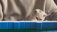 猫猫托管打麻将 起猛了看到小猫打麻将