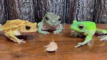 三个蛙蛙一台戏，好可爱的音效，好抓马的剧情~