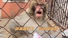 #猴子： 不是哥们？你耍猴呢！？#搞笑