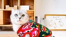 东北小猫得有一件大花袄，猫界也流行时尚？ 