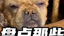 盘点那些爱拆家的狗狗，两眼一眯锁定目标，冲！