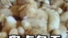 盘点冬天怕冷的猫狗，可移动纯真动物毛羽绒被~