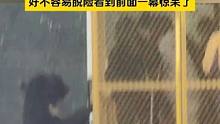 熊：我跟个团你大惊小怪什么？ 男子野生动物园自驾被熊群拦路，好不容易脱险看到前面的熊爬上了旅游车惊呆