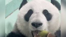 #原来熊猫还会翻白眼 小表情真的好传神啊#熊猫