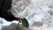 我看是谁还没拥有冬天的第一朵雪玫瑰，快艾特你的好朋友给你做！#雪 #雪玫瑰