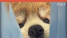 这么软萌的#小熊猫 ，真的能有人忍住不摸一把嘛~