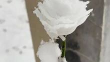 冬天第一支雪玫瑰，快艾特你的好朋友给你做！#雪  #雪玫瑰  #浪漫