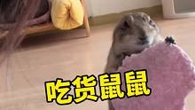 吃货土拨鼠不仅能吃而且还吃得杂 #旱獭 #土拨鼠 #萌宠