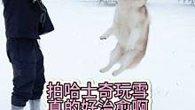 #狗狗玩雪 #雪橇犬 #郑州暴雪 #郑州宠物摄影 #哈士奇 拍哈士奇玩雪真是太治愈辣