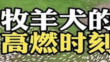 盘点牧羊犬高燃瞬间！狗是狗，边牧是边牧！草原才是边牧真正的家 #牧羊犬 #边牧 #边境牧羊犬 