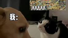 像不像极了游戏里面的你？#我的游戏故事 #那傻狗 #率土星推计划 #率土之滨