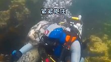 国外潜水员在潜水时，小海豹误以为是溺水，便用尽全力把他拖到水面