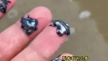 国外小哥在海边被神秘生物吸引，放在水里竟奇迹般的复活了