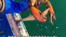 国外在海里捕到龙虾为什么要剪一下尾巴就放掉呢？