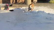 养狗圈里的社会男孩 你见过吗#斯塔福 #萌宠 #护卫犬 #雪地里撒欢 #杜宾