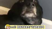 论阴阳怪气还的是你们大厂！建议以后商战都这么搞，好看爱看！ #游戏圈应援已经遥遥领先 #真是一场酣畅