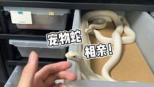 大白蛇反季节相亲！又可以准备捡蛋了？