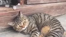 小猫咪胆子真大敢挑战狸花猫