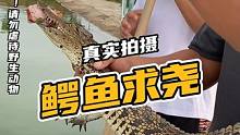 你们听过鳄鱼求尧吗？来听听 #人工养殖鳄鱼