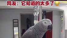 碎嘴鹦鹉模仿主人睡前说话，隐私都给爆出来了，网友：它知道的太多了