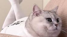 有些猫表面正经，其实脚已经扭到一起了