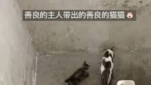 猫咪外出带回来一只流浪猫，不仅教小猫咪爬楼梯还跟它分享猫粮，“它好像在说 妈我能养它不” #猫咪 #