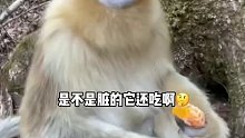 金丝猴：我好歹是猴中贵族，你就给我吃这个？