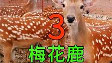 <第3/3集>梅花鹿的养殖奥秘，浑身上下都是宝#纪录片充电计划 