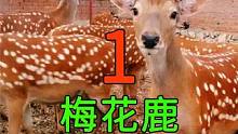 <第1/3集>梅花鹿的养殖奥秘，浑身上下都是宝#纪录片充电计划 