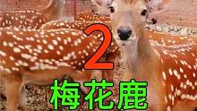 <第2/3集>梅花鹿的养殖奥秘，浑身上下都是宝#纪录片充电计划 