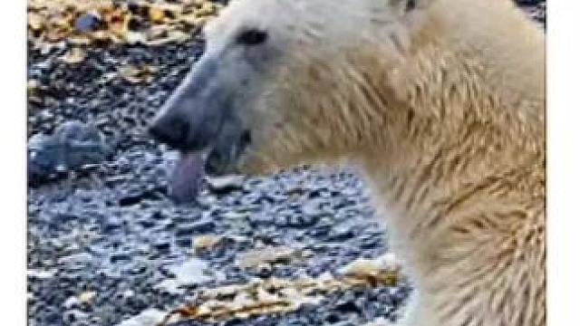 一鲸爆万物死#动物世界 #弱肉强食的动物世界 #动物的迷惑行为