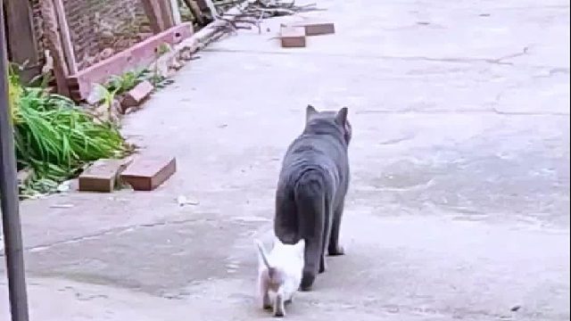 灰猫在院子里慢悠悠的散步