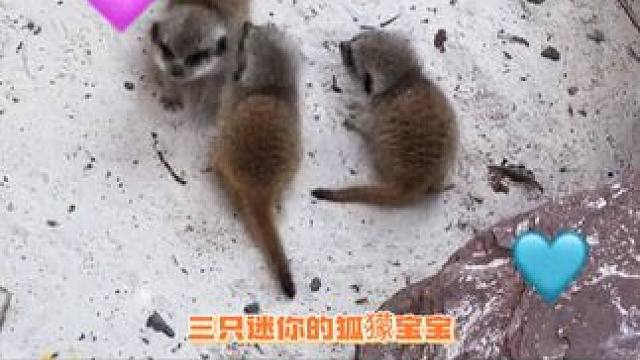 好小只，这也太可爱了叭！